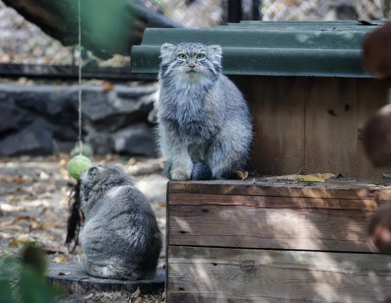 ノヴォシビルスク動物園のスネジャナの写真