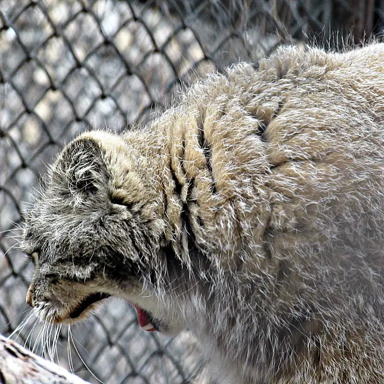 ノヴォシビルスク動物園のゼレノゴルスクの写真