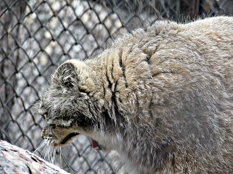 ノヴォシビルスク動物園のゼレノゴルスクの写真