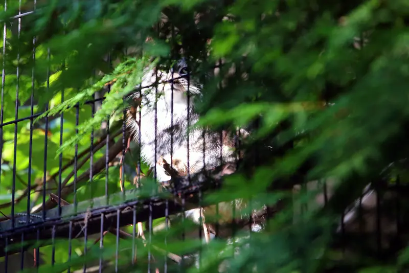 クラクフ動物園のツァスの写真