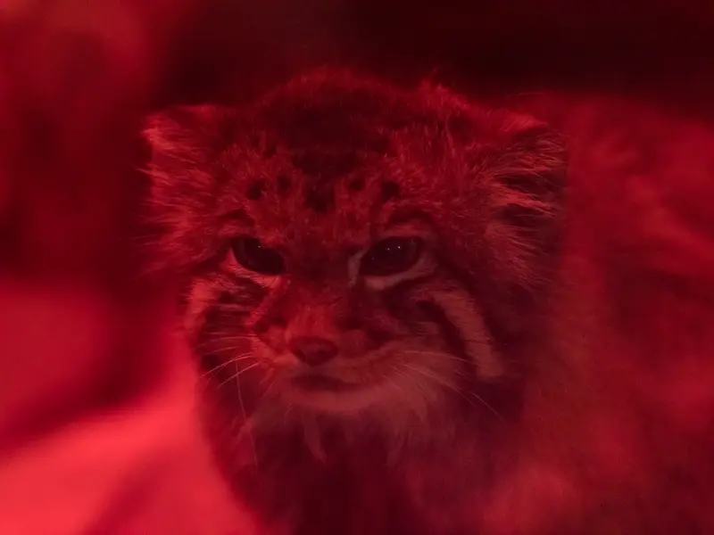 恩賜上野動物園のナイマの写真