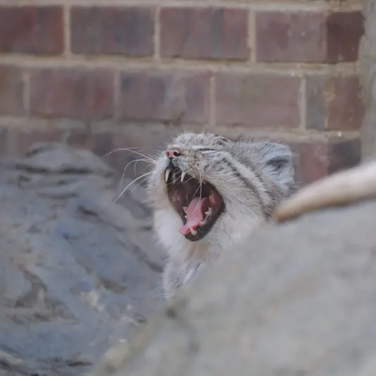 プロスペクト・パーク動物園のマヌルネコの写真