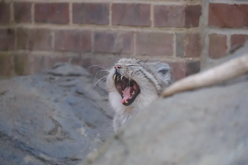 プロスペクト・パーク動物園のマヌルネコの写真