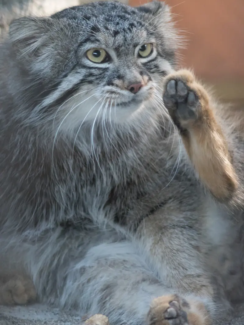 野毛山動物園のフィーガの写真