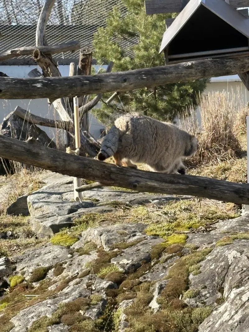 コルケアサーリ動物園のミミの写真