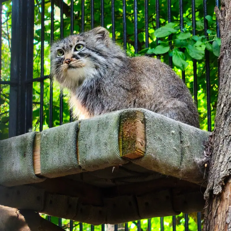 ノヴォシビルスク動物園のマヌルネコの写真