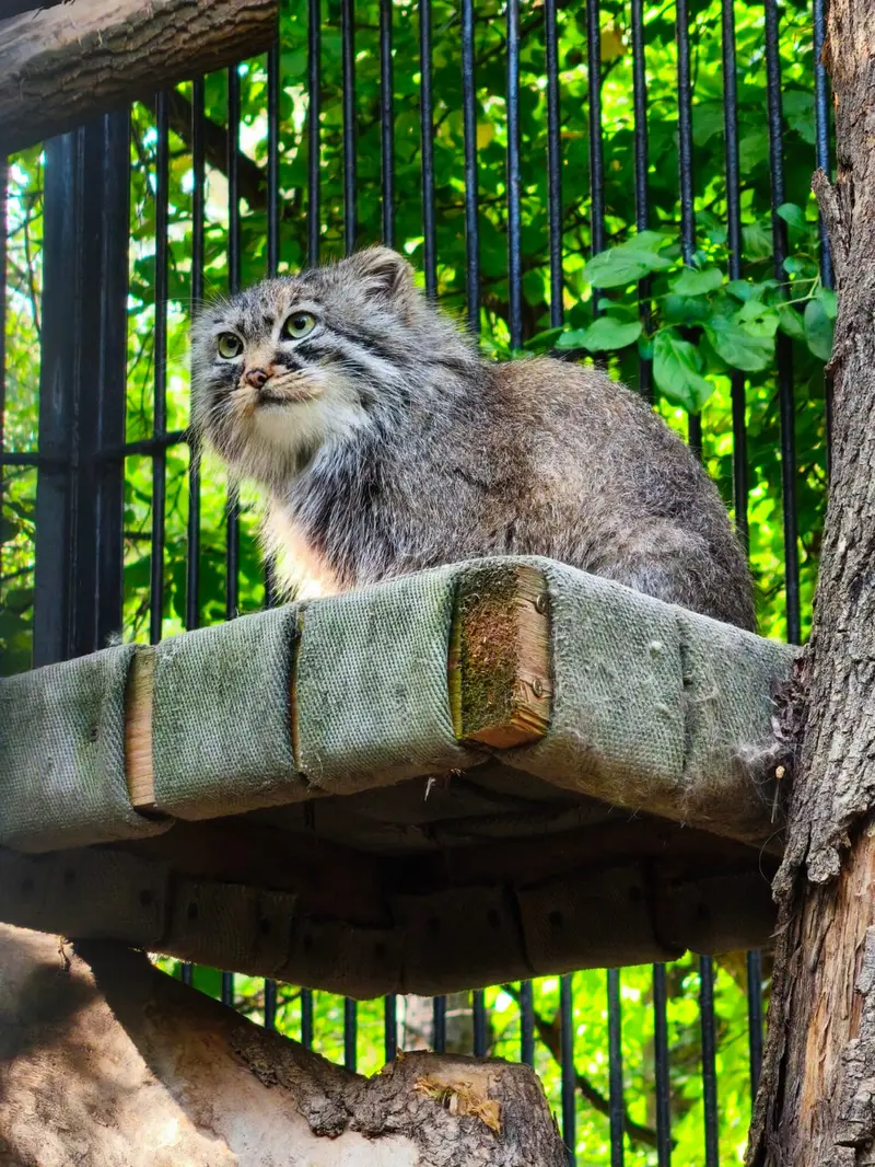 ノヴォシビルスク動物園のマヌルネコの写真