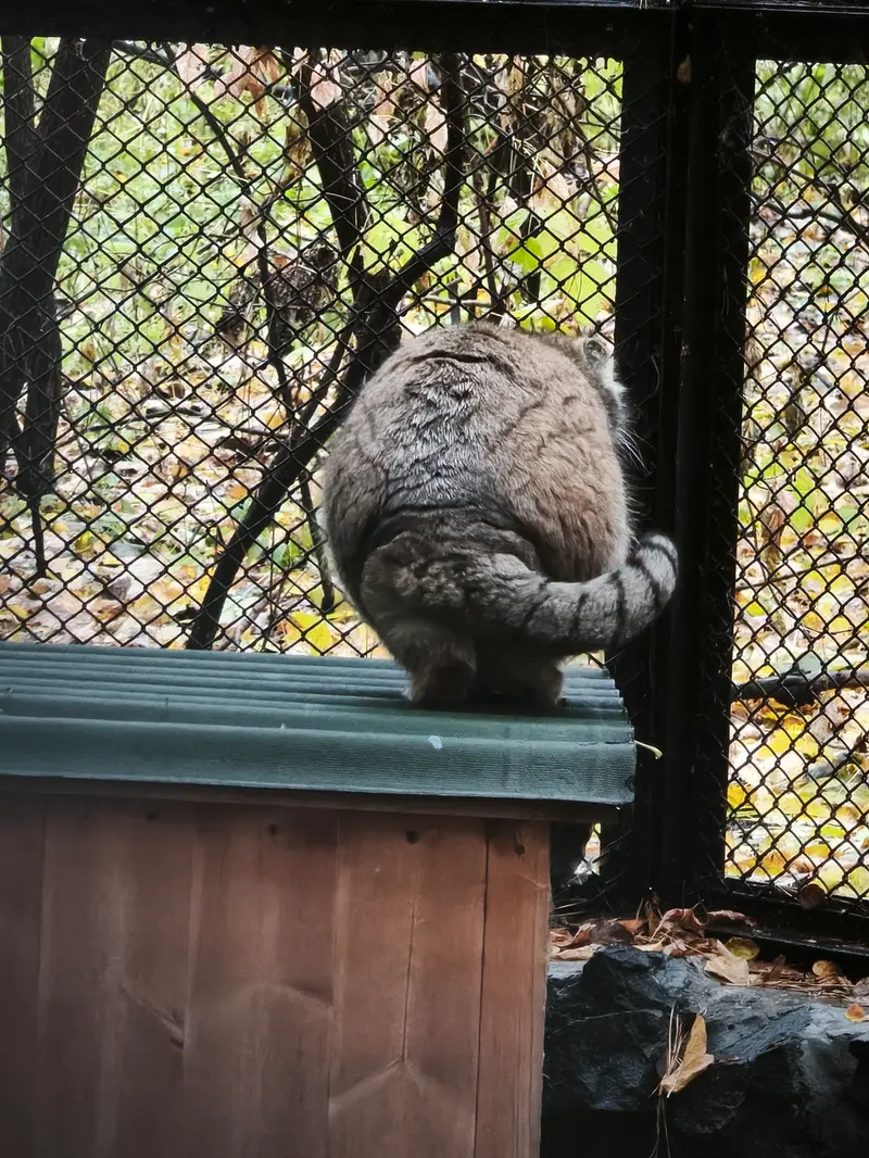 ノヴォシビルスク動物園のラストチカの写真