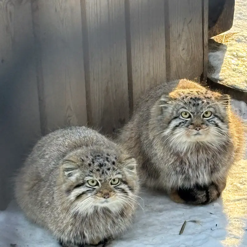 ノヴォシビルスク動物園のルフとエルフの写真