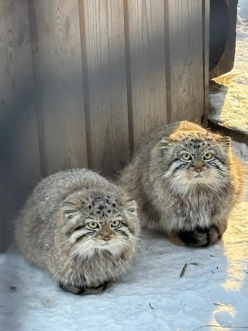 ノヴォシビルスク動物園のルフとエルフの写真