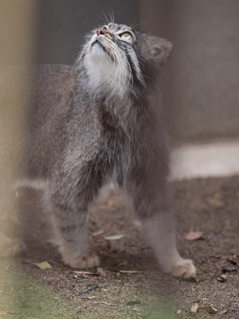 野毛山動物園のフィーガの写真
