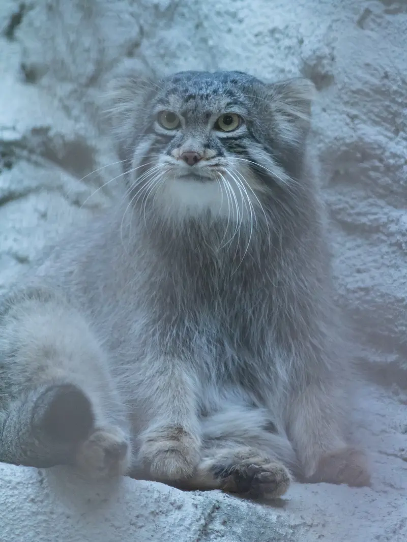 野毛山動物園のフィーガの写真
