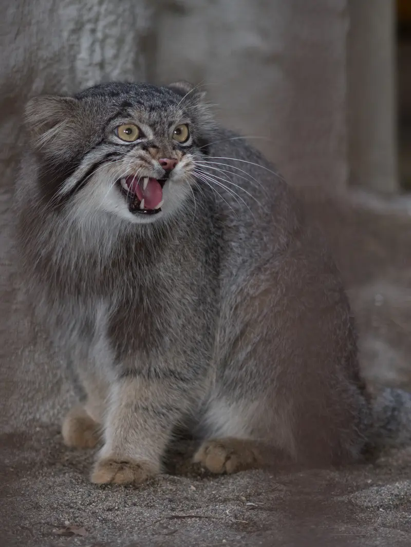 野毛山動物園のフィーガの写真