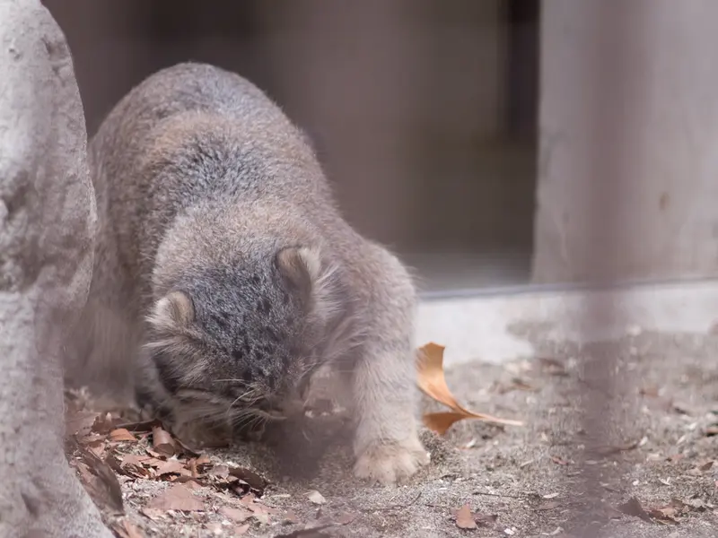 野毛山動物園のフィーガの写真