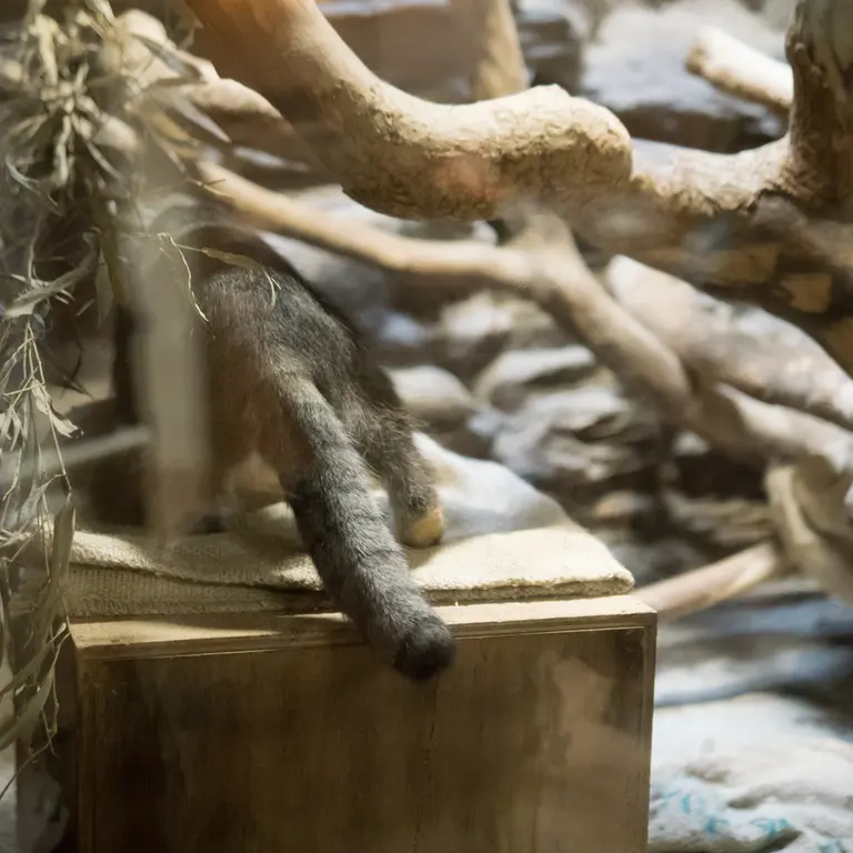 恩賜上野動物園のクリョンの写真