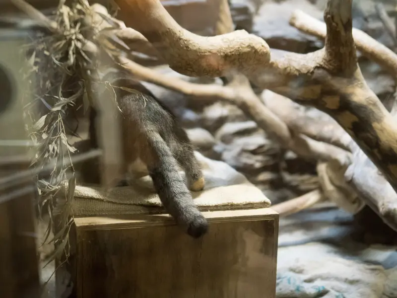 恩賜上野動物園のクリョンの写真