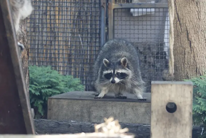 モスクワ動物園のマヌルネコの写真