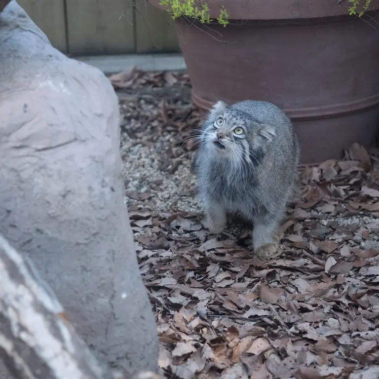 埼玉県こども動物自然公園のオトの写真