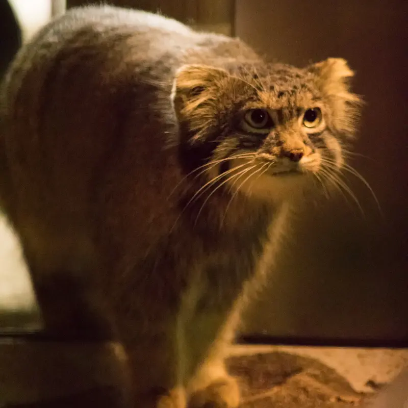 野毛山動物園のフィーガの写真