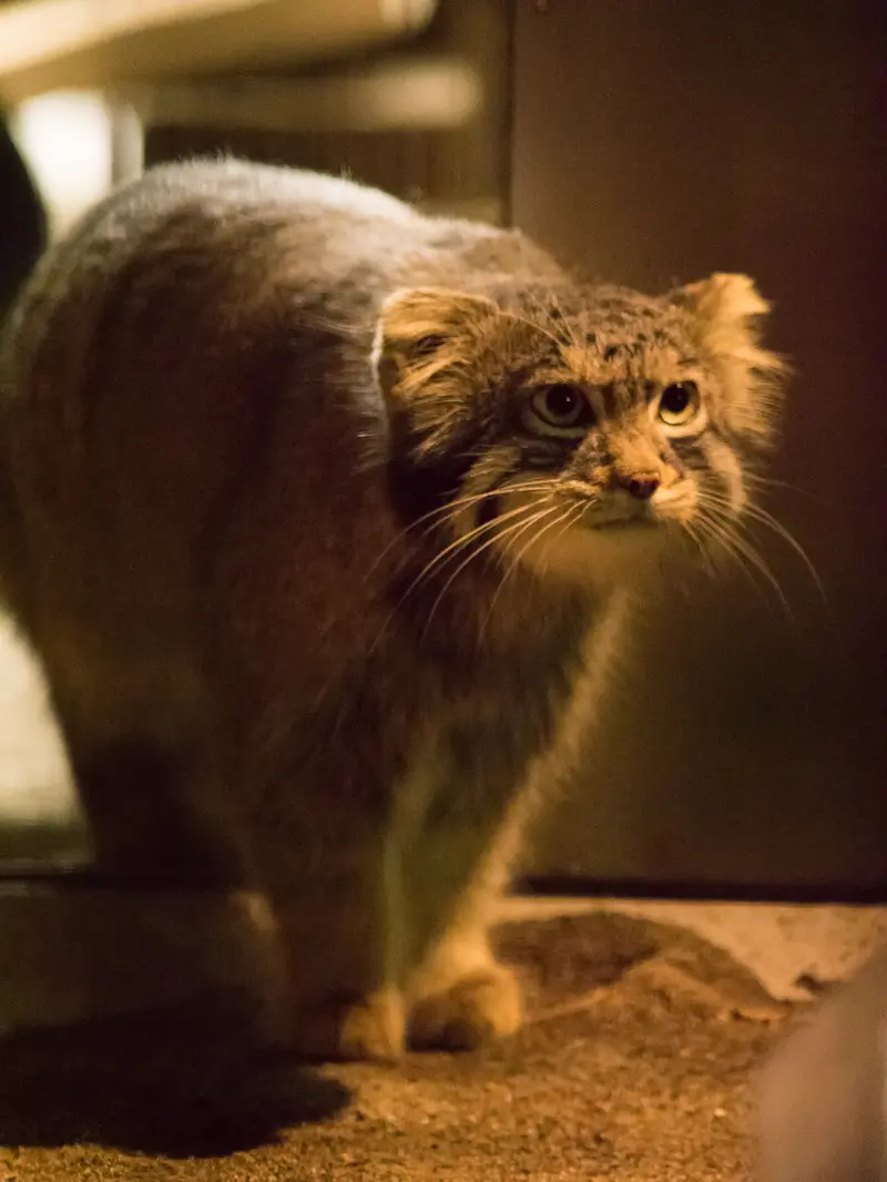 野毛山動物園のフィーガの写真