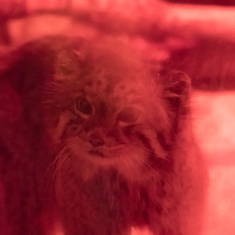 恩賜上野動物園のナイマの写真