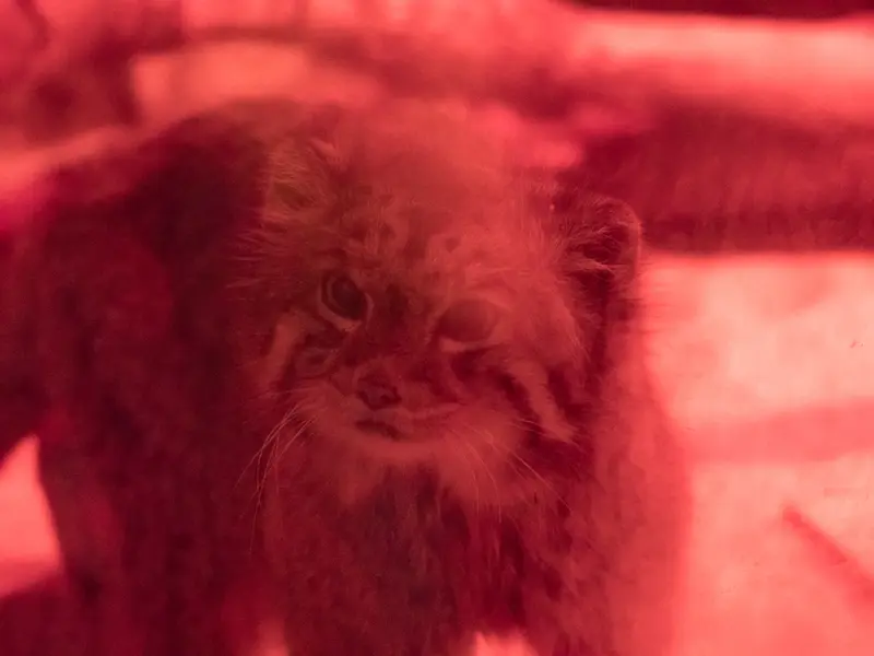 恩賜上野動物園のナイマの写真