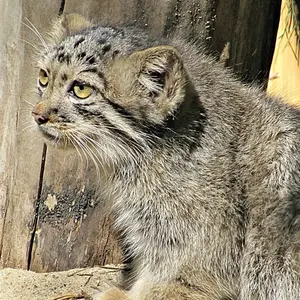 ノヴォシビルスク動物園のコソグラジクの写真