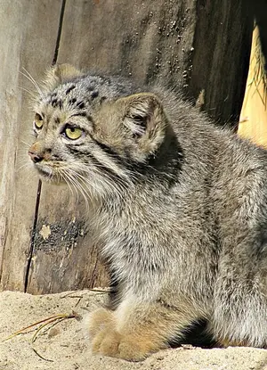 ノヴォシビルスク動物園のコソグラジクの写真
