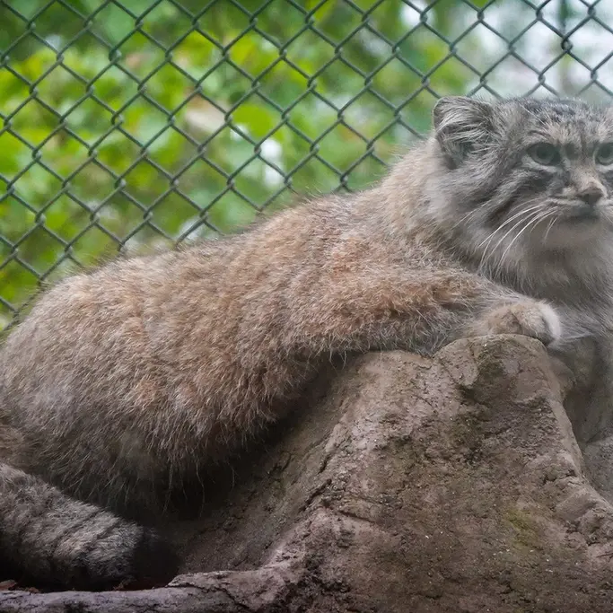埼玉県こども動物自然公園のオリーヴァの写真