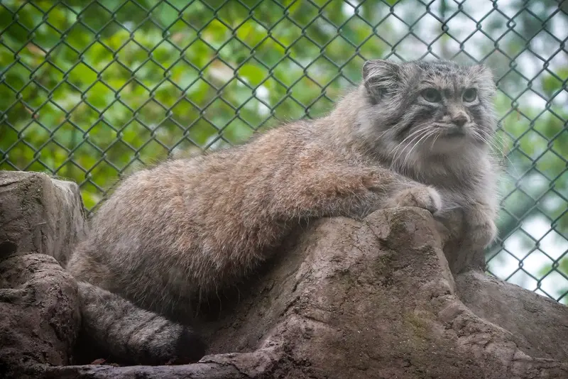 埼玉県こども動物自然公園のオリーヴァの写真
