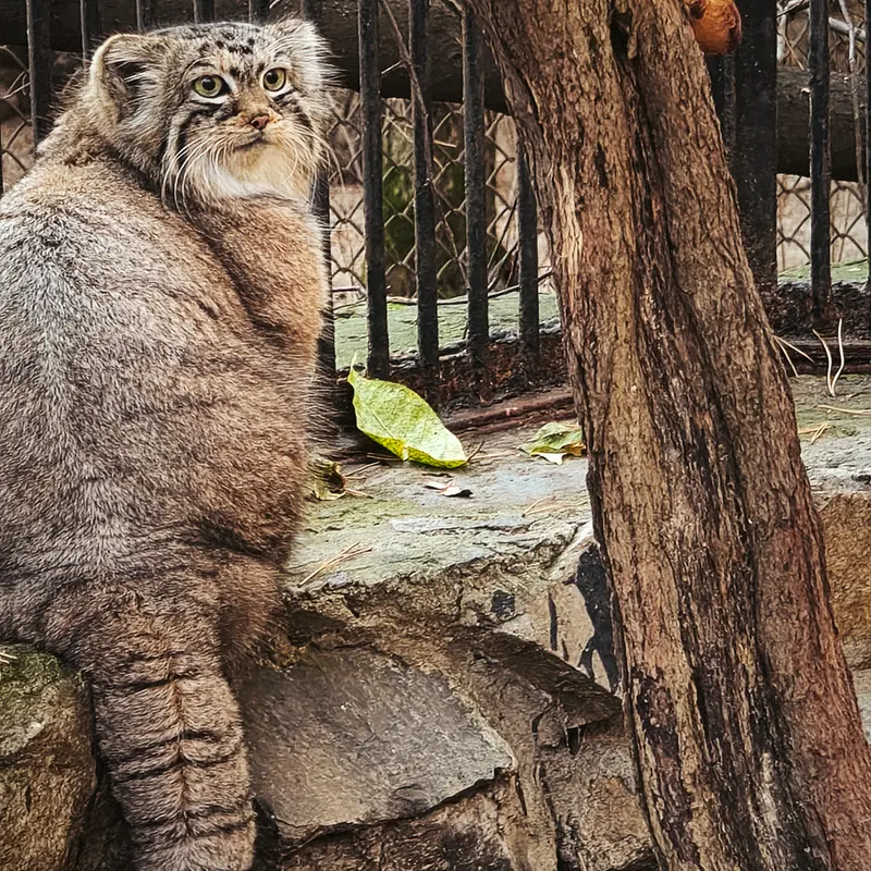 ノヴォシビルスク動物園のアーニャの写真