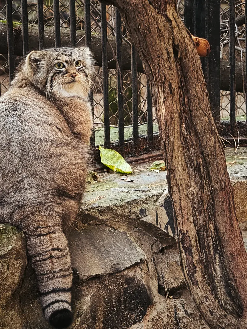 ノヴォシビルスク動物園のアーニャの写真