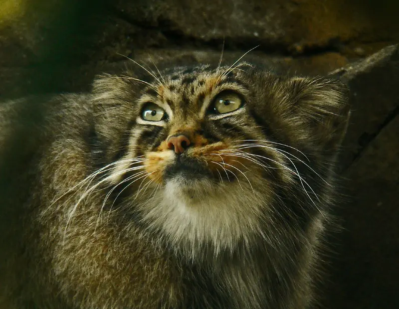 神戸市立王子動物園のモチの写真