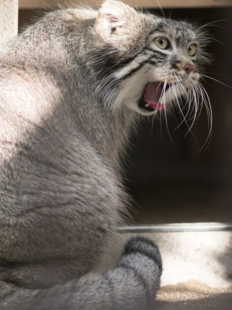 野毛山動物園のフィーガの写真