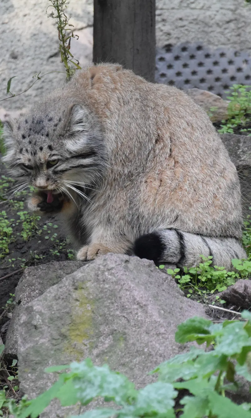 ブダペスト動物園・植物園のボフスの写真