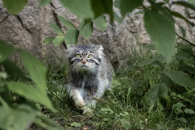モスクワ動物園のティモフェイの写真