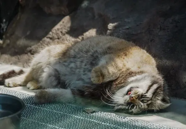 旭山動物園のグルーシャの写真