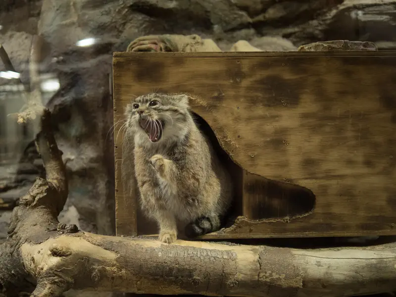恩賜上野動物園のプリームラの写真