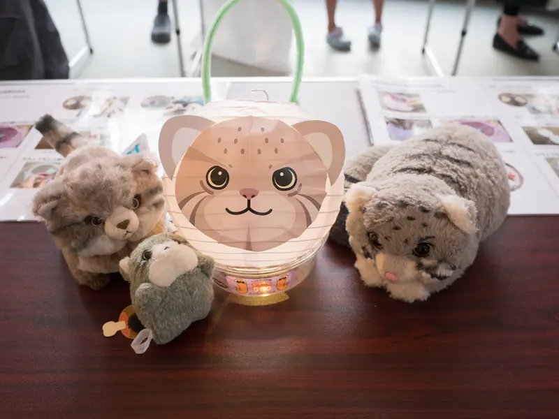 野毛山動物園のマヌルネコの写真