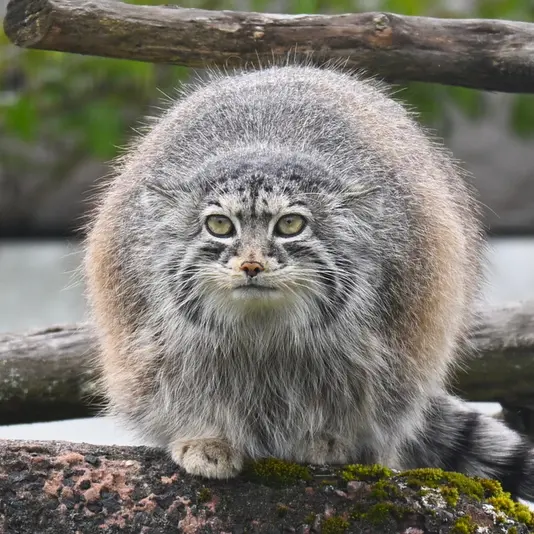 コルケアサーリ動物園のミミの写真