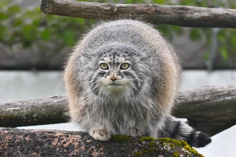 コルケアサーリ動物園のミミの写真