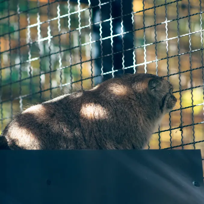 リトアニア動物園のメリッサの写真