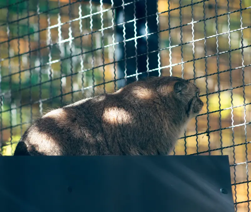 リトアニア動物園のメリッサの写真