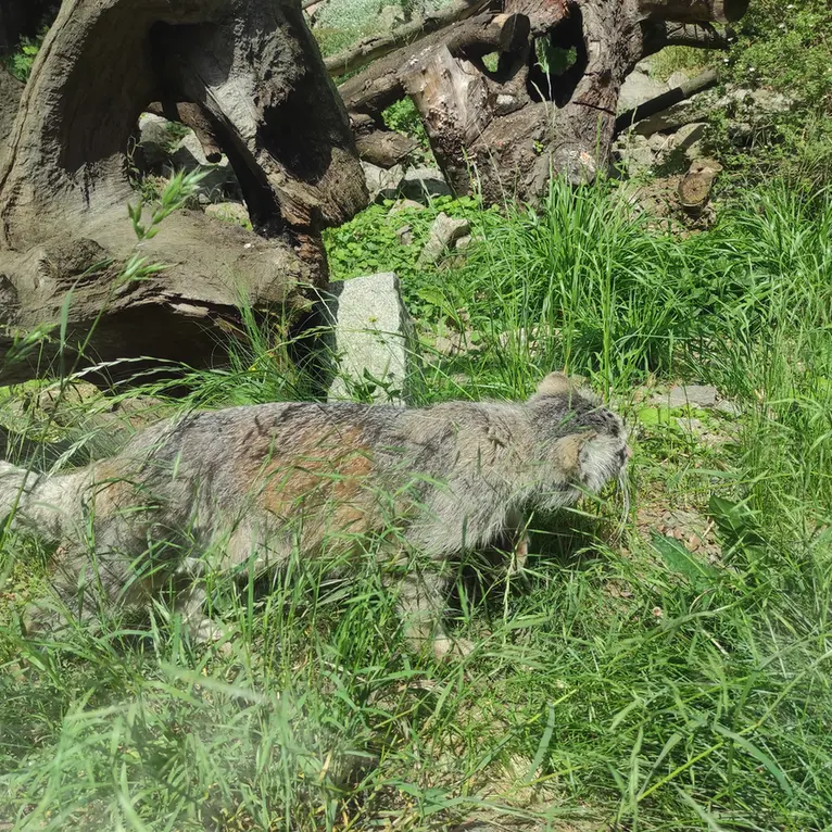 ヴロツワフ動物園のザリナの写真
