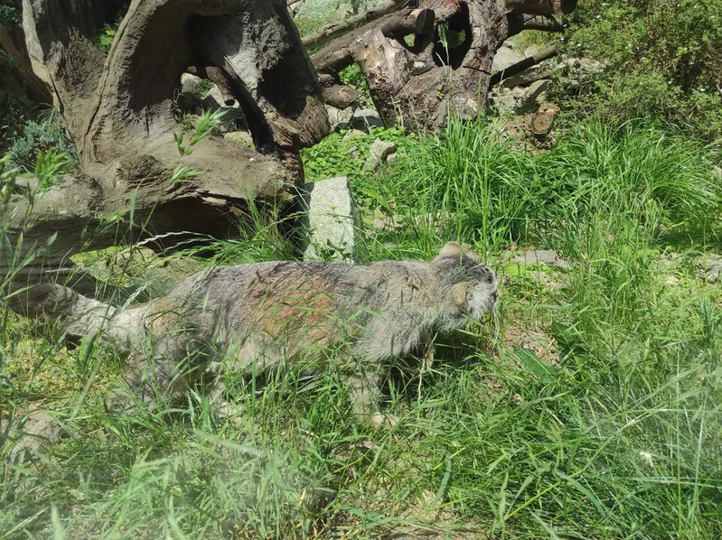 ヴロツワフ動物園のザリナの写真