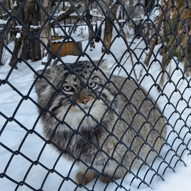 ノヴォシビルスク動物園のジョージの写真