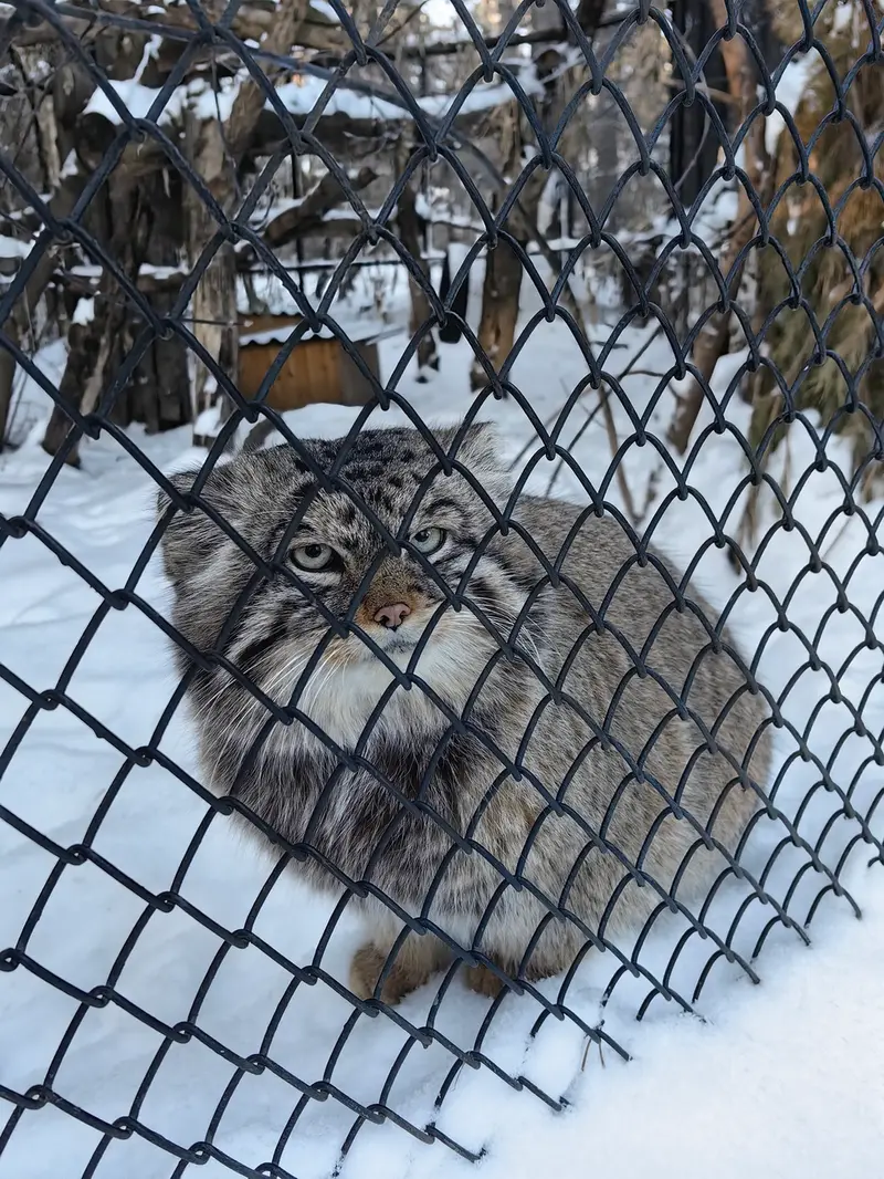 ノヴォシビルスク動物園のジョージの写真