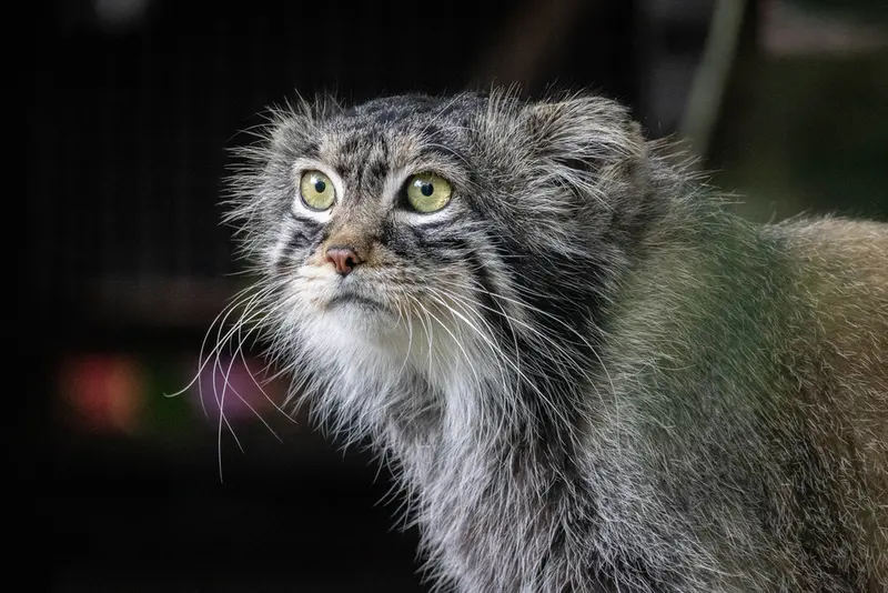 モスクワ動物園のティモフェイの写真