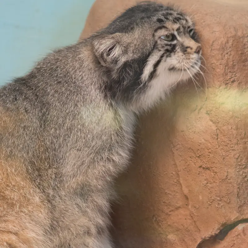 神戸市立王子動物園のイーリスの写真