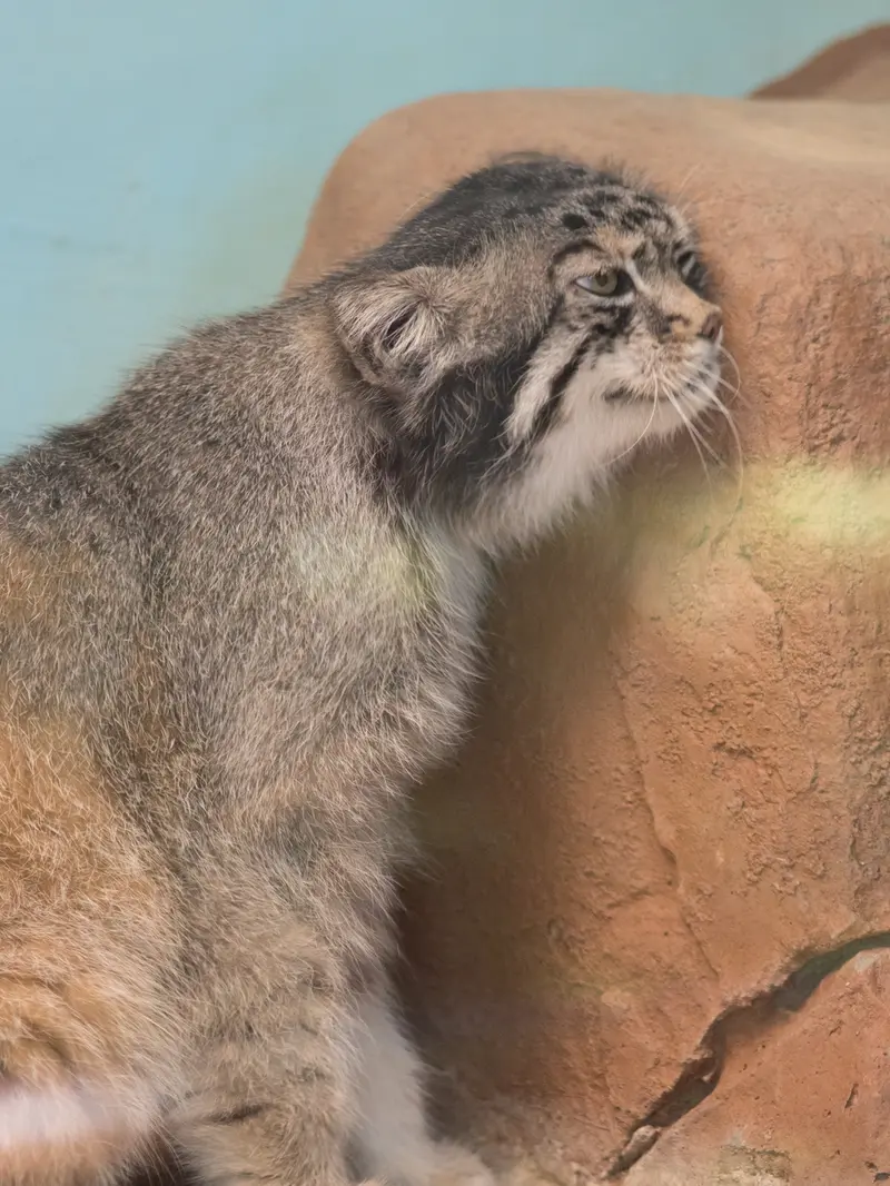 神戸市立王子動物園のイーリスの写真